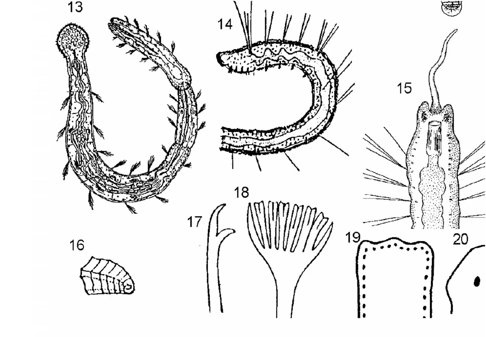 Щетинки дождевого червя. Олигохеты строение. Щетинки кольчатых червей. Щетинки водных олигохет.