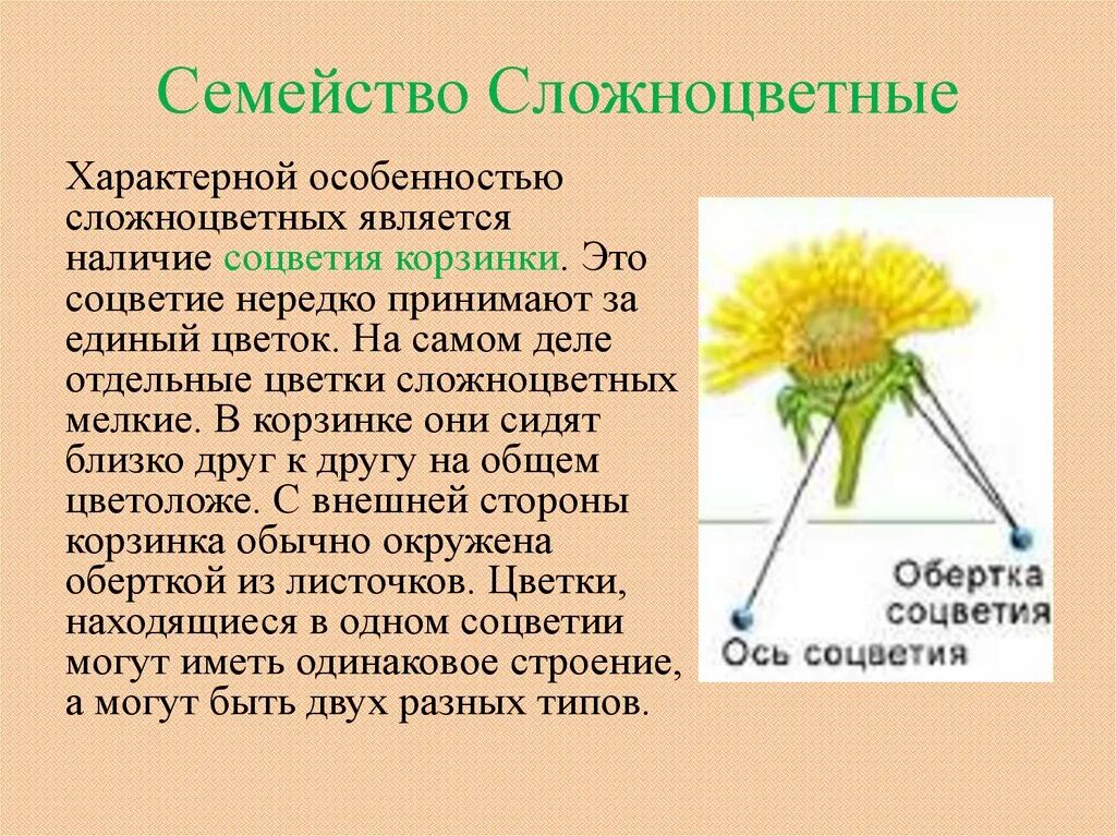 Строение соцветия сложноцветных. Строение растений семейства сложноцветных. Семейство Сложноцветные особенности семейства. Строение корзинки сложноцветных. Мелкие цветки сложноцветных собраны