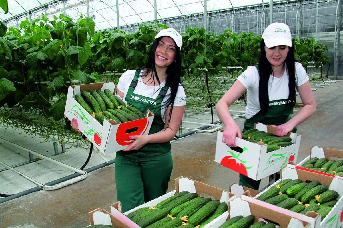 Переборка овощей и фруктов на складе. Продукты в супермаркете. Цех по производству мясных полуфабрикатов. Сборщик урожая в теплице. Переборщик овощей/фруктов.