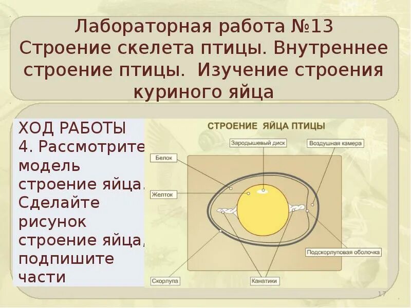 Строение яйца птицы и функции. Строение куриного яйца. Строение яйца курицы. Строение куриного яйца таблица. Значение яйца птицы