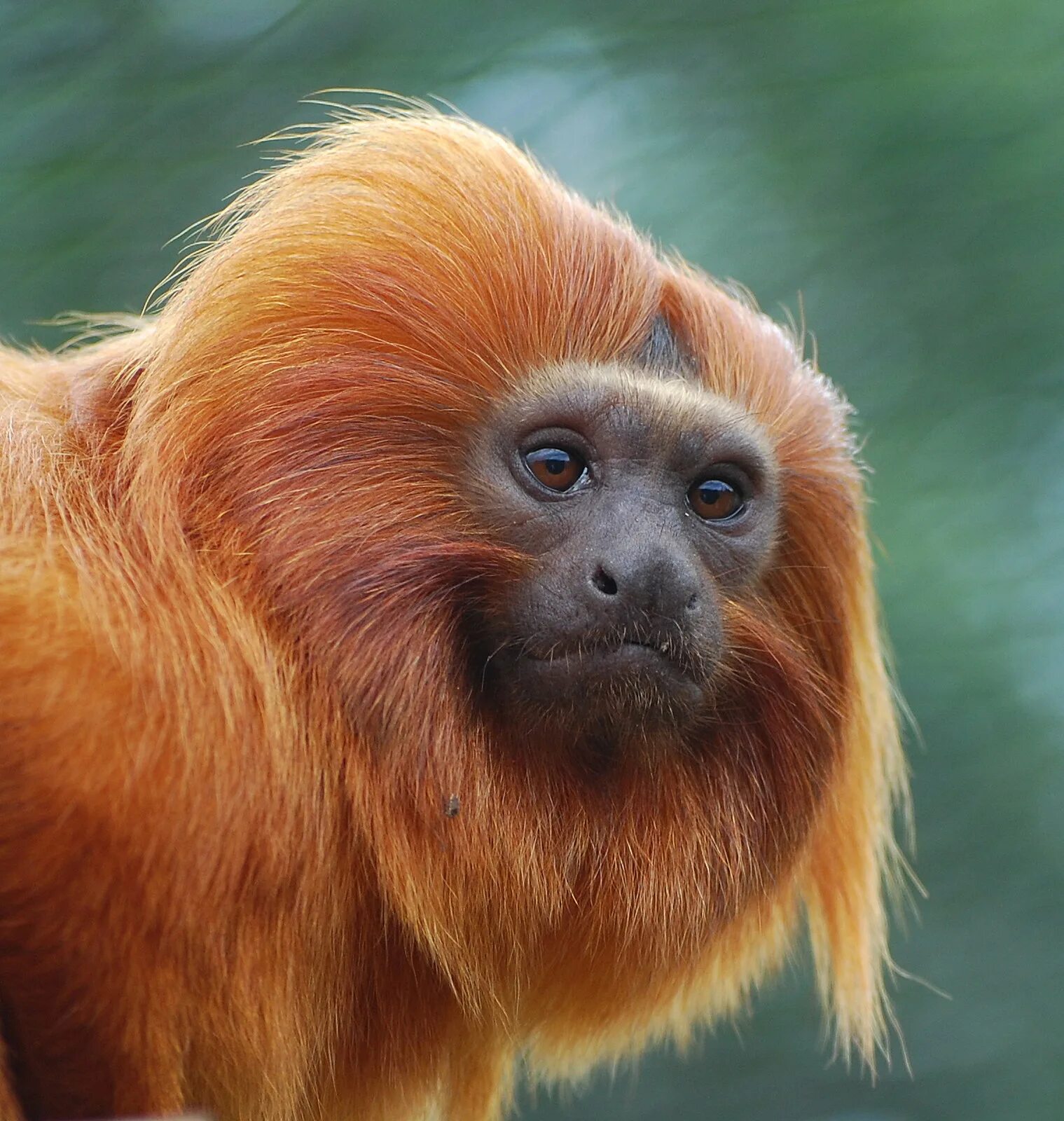 Golden Lion Tamarin. Черноголовый уакари. Матабей обезьяна. Пушистая обезьяна.