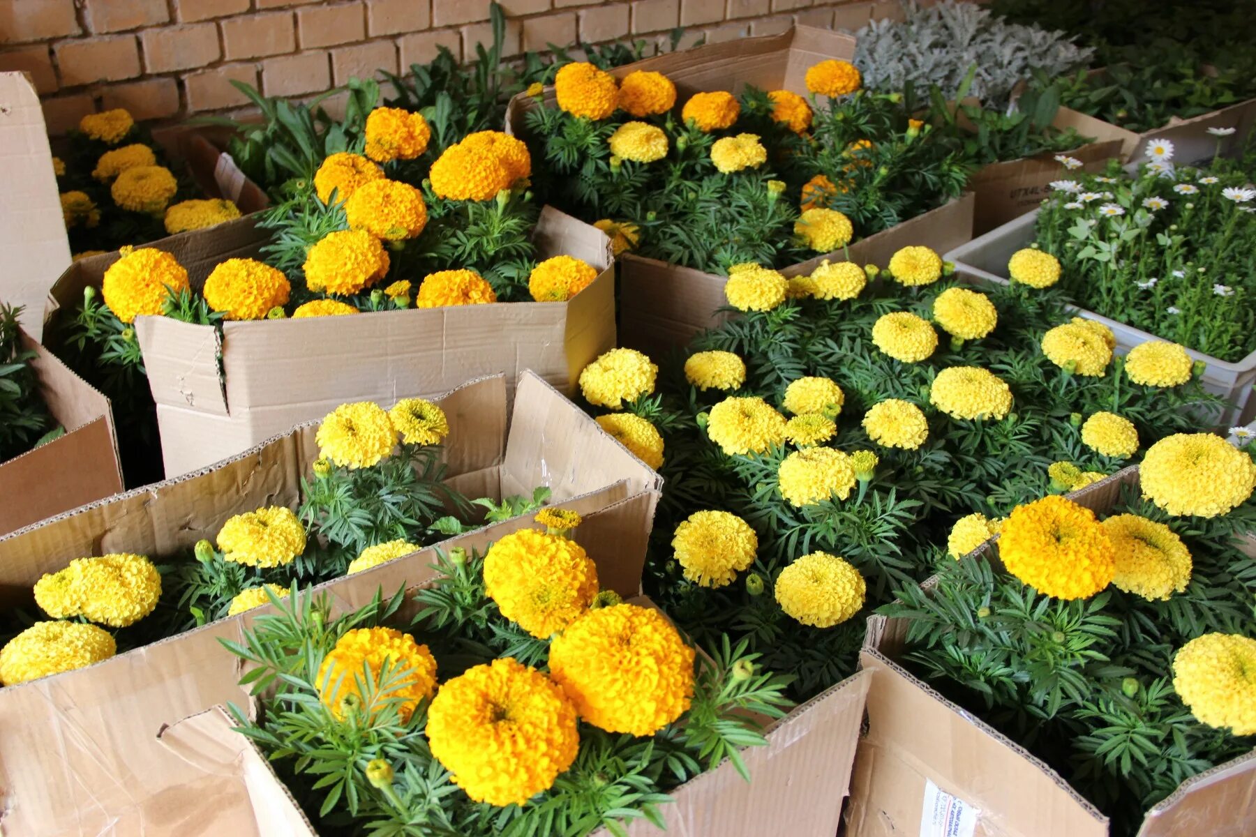 гацания пикировка. правильная посадка бархатцев на рассаду. пикировка бархатцев. посев бархатцев на рассаду. бархатцы прямостоячие рассада.