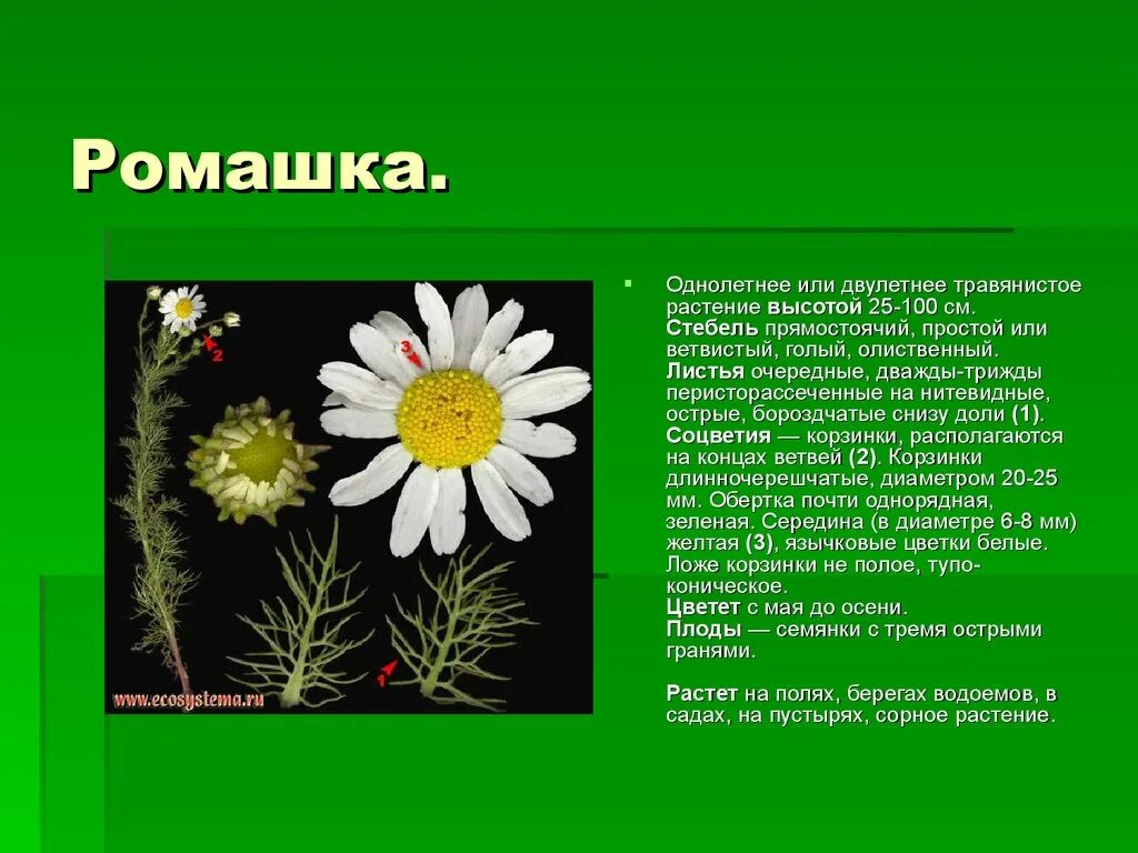 Текст описание в научном стиле растения ромашка. Ромашка описание растения. Доклад про цветок Ромашка. Цветок Ромашка в научном стиле.