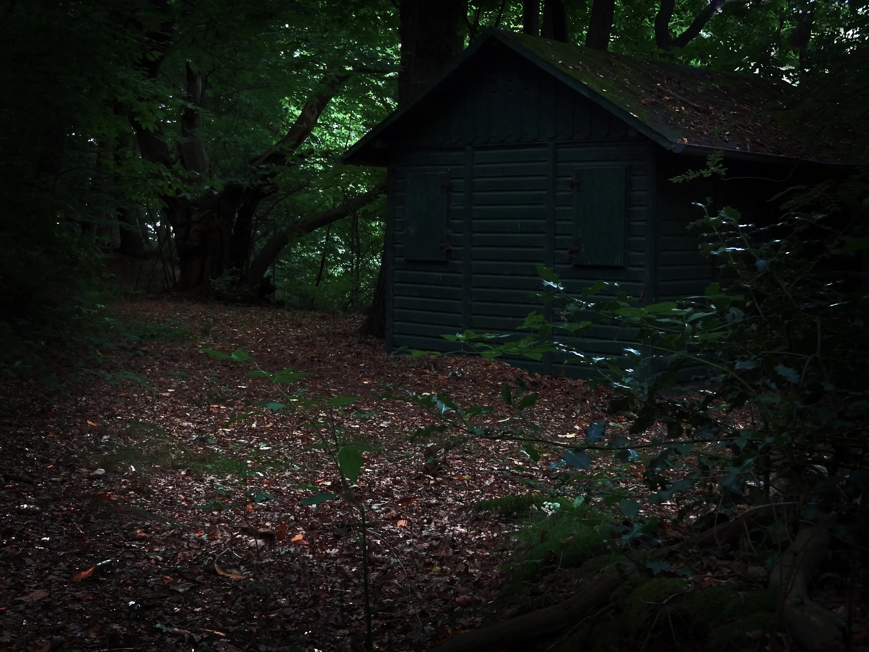 Где то среди леса среди леса. Страшный дом в лесу. Жуткий дом в лесу. Мрачный домик в лесу.