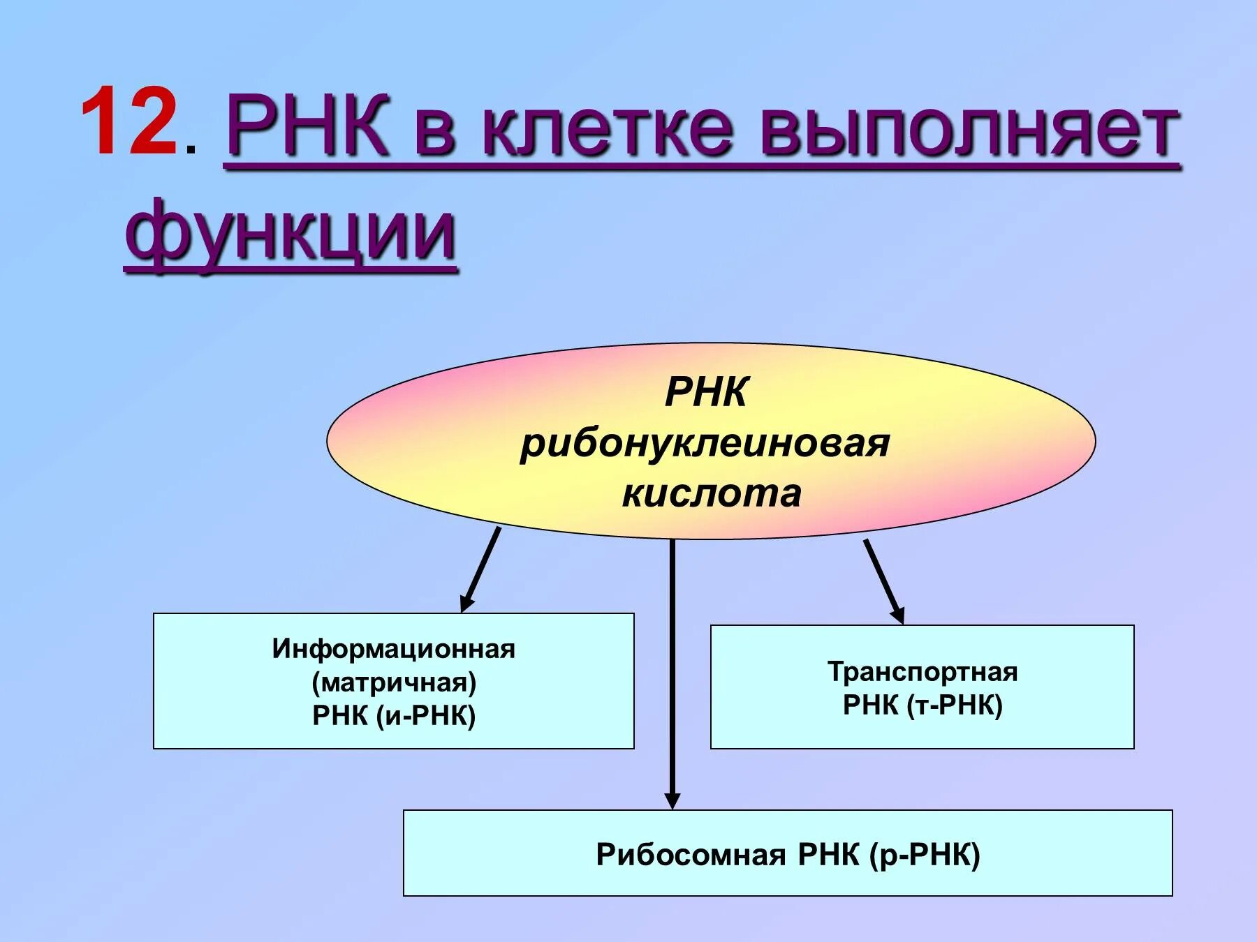 Функции РНК.