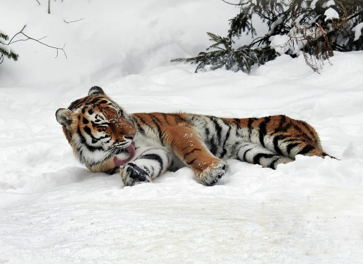 Велотигр. Амурский тигр. Амурский тигр в Московском зоопарке. Тигр в Московском зоопарке зимой. Тигр ходит по снегу.