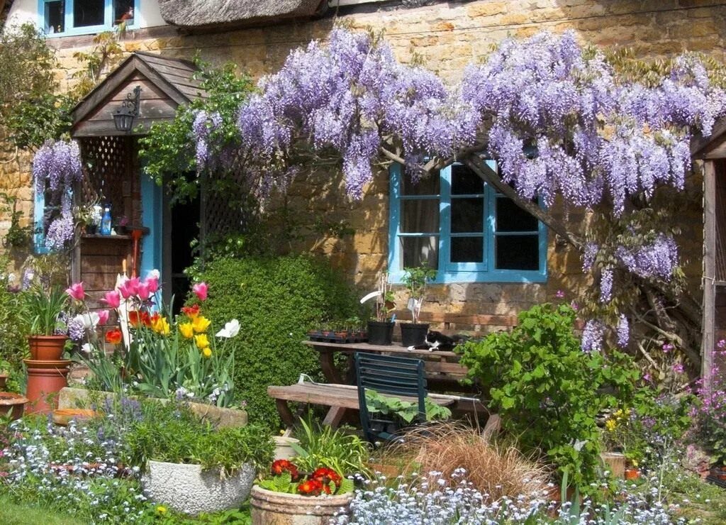 Garden flowers перевод. Вертикальное Озеленение Глициния. Глициния Ялта дача. Глициния Шато бордо.