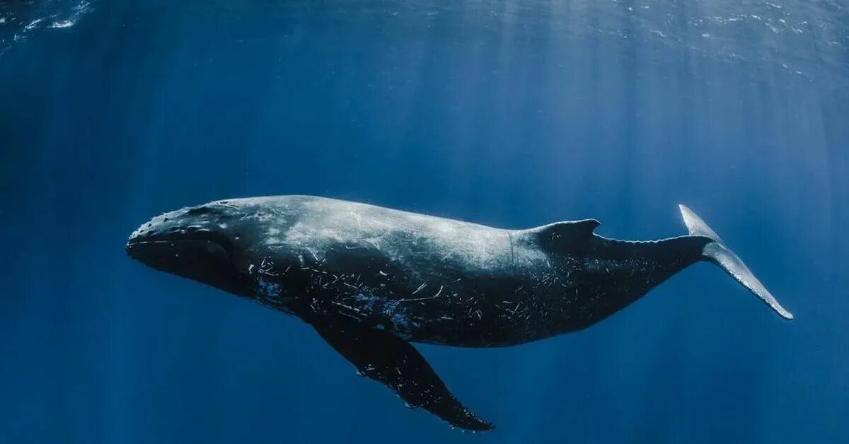 Кит 52 Герца. Одинокий кит 52 Герца. Одинокий кит 52 герцовый кит. Самый одинокий кит 52 Герца. Киты водятся в море
