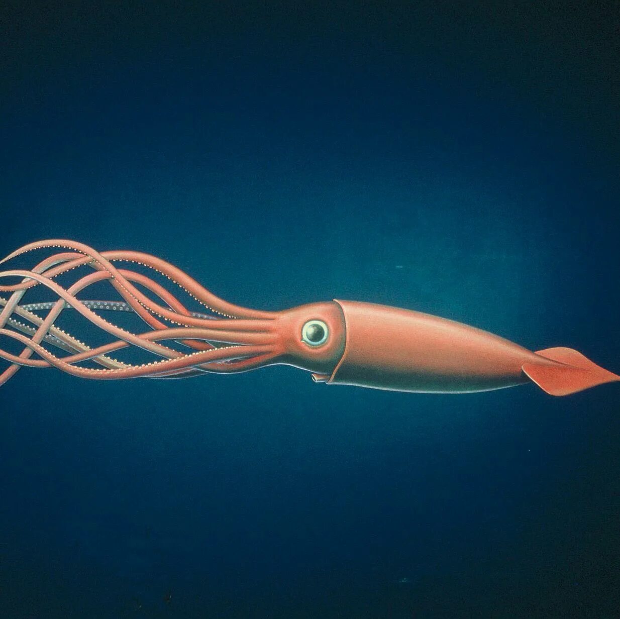 Игра кальмара 0. Гигантский кальмар архитеутис. игра в кальмара. игрушка два кальмара.