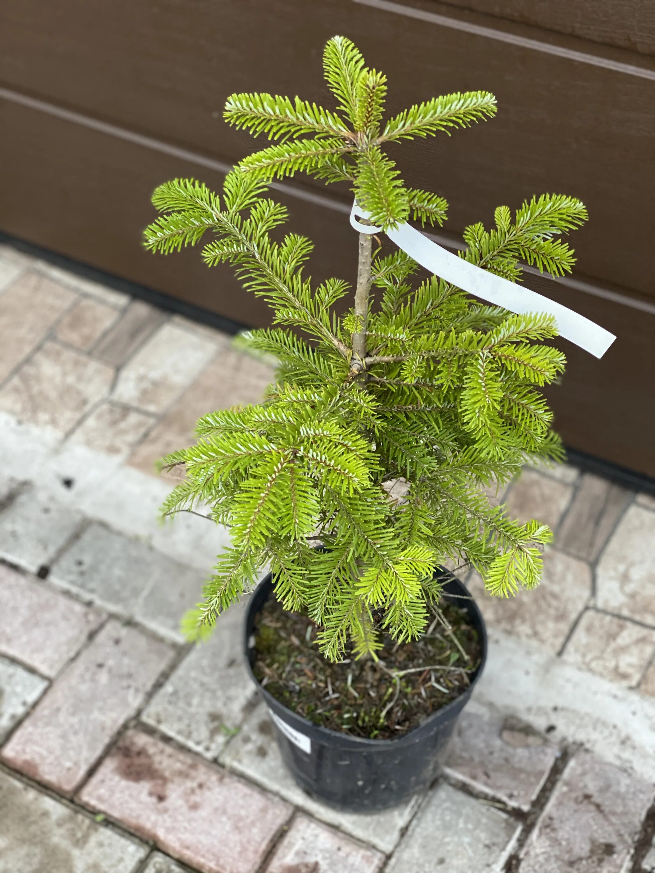 пихта сильвер шоу. пихта леруа мерлен. пихта корейская саженцы. пихта корейская v2 lav. пихта корейская самлинг.