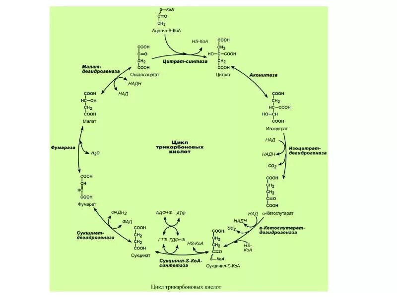 Сукцинил-КОА цикл трикарбоновых кислот. Ацетил КОА цикл Кребса. Цитрат из ацетил КОА. Ацетил КОА В цикле трикарбоновых кислот. Ацетил коа пути