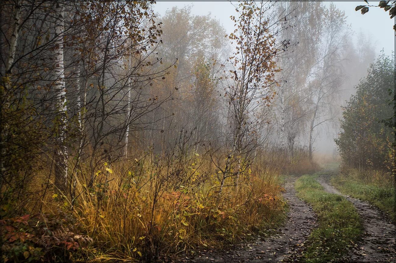 Утро шорох