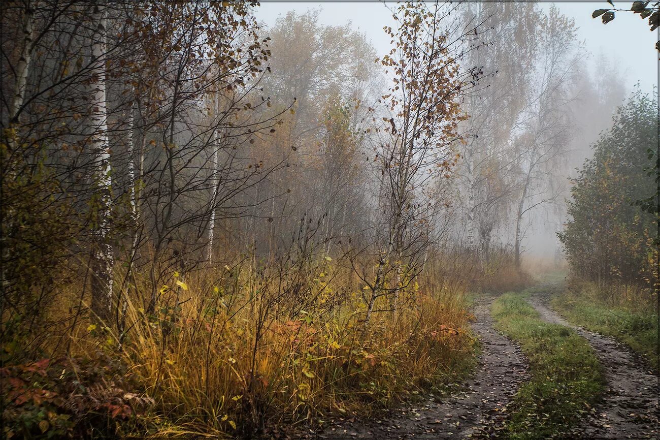 Солнце ненастный день. Поздняя осень Пермский край. Дождь в осеннем лесу. Дождливая осень. Поздняя дождливая осень.