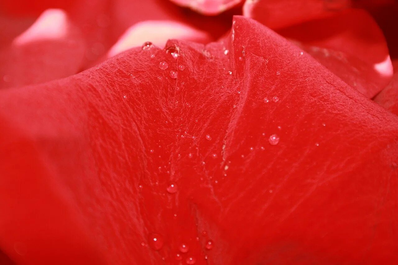 Лепестками розового красного. Лепестки роз. Красный лепесток. Лепестки красных роз. Красная капля.
