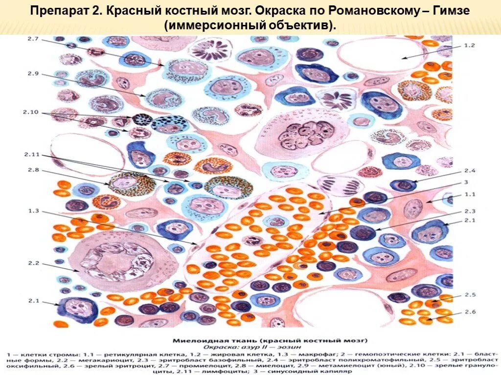 Структуры красного костного мозга. Мазок красного костного мозга окраска по Романовскому Гимза. Срез красного костного мозга гистология. Срез красного костного мозга препарат. Красный костный мозг препарат строение.