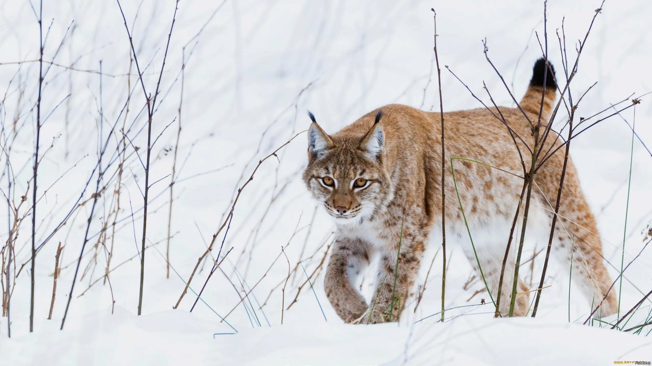 Рысь обыкновенная Lynx Lynx Linnaeus, 1758. Обыкновенная Сибирская Рысь. Рысь обыкновенная зимой. Евроазиатская (обыкновенная) Рысь. Рысь макаров