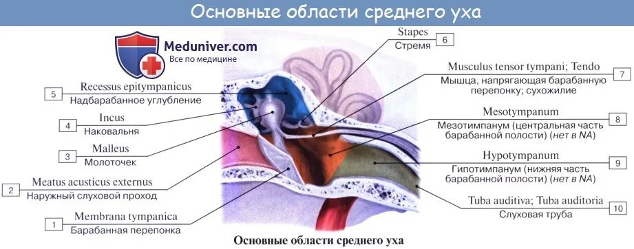 Слуховой латынь. Наружное среднее внутреннее ухо на латыни анатомия. Наружное ухо анатомия латынь. Барабанная полость среднего уха анатомия. Строение среднего уха анатомия.