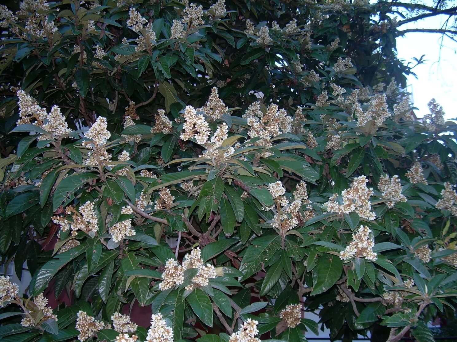 мушмула германская цветет. Eriobotrya japonica coppertone. цветущие смоковница. мушмула крымская цветёт. мушмула цветение.