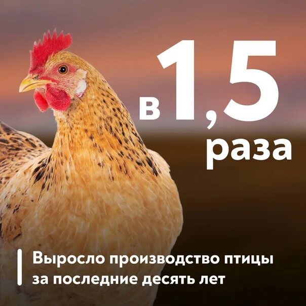 Производство птицы. Мясом птицы Россия обеспечивает себя на 100%.