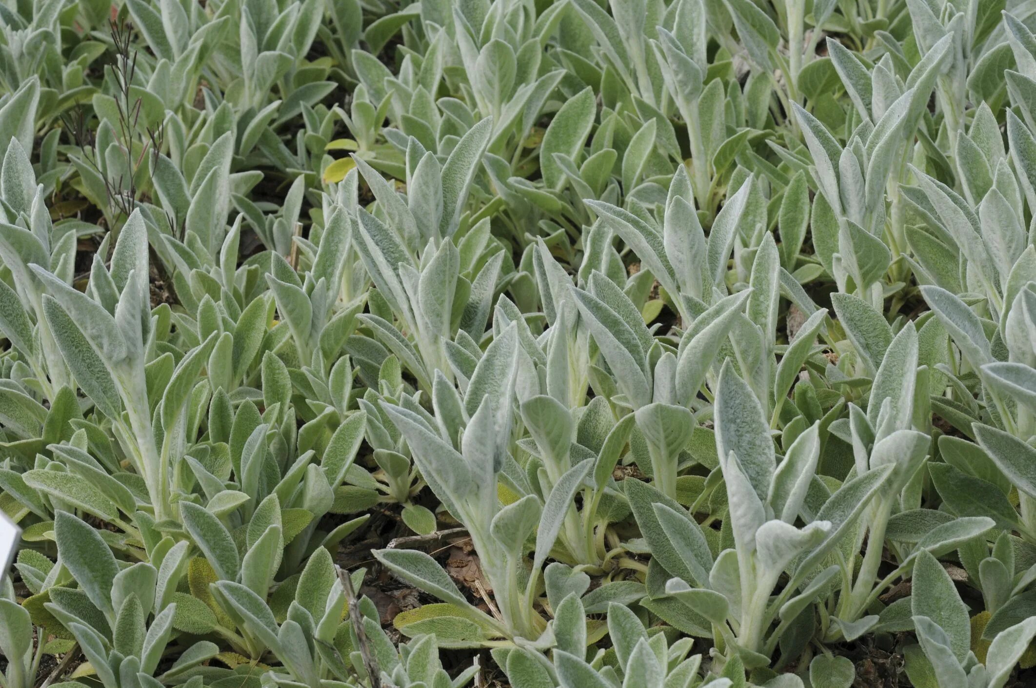 Betony plant Britannica