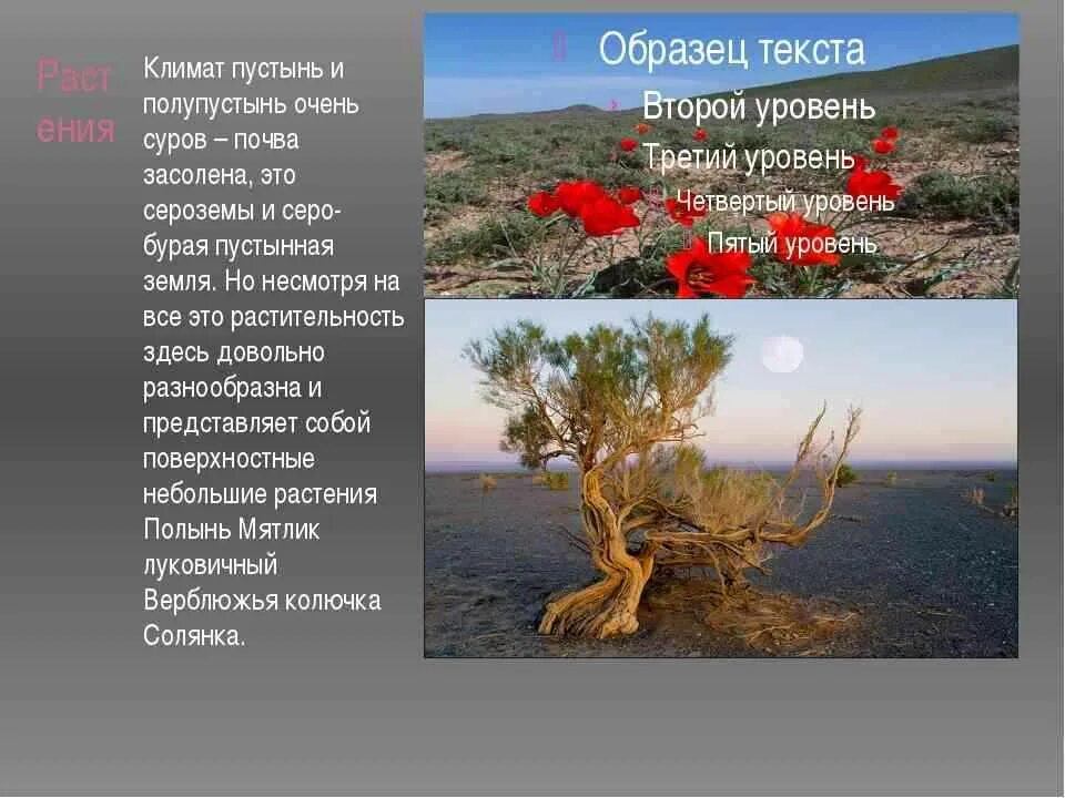 Какая почва в природной зоне пустыни. Почвы пустыни и полупустыни в России. Зона пустынь и полупустынь в России растительность. Растительный мир пустыни и полупустыни в России. Растения пустынь и полупустынь.