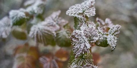 Ли заморозки в ближайшие дни