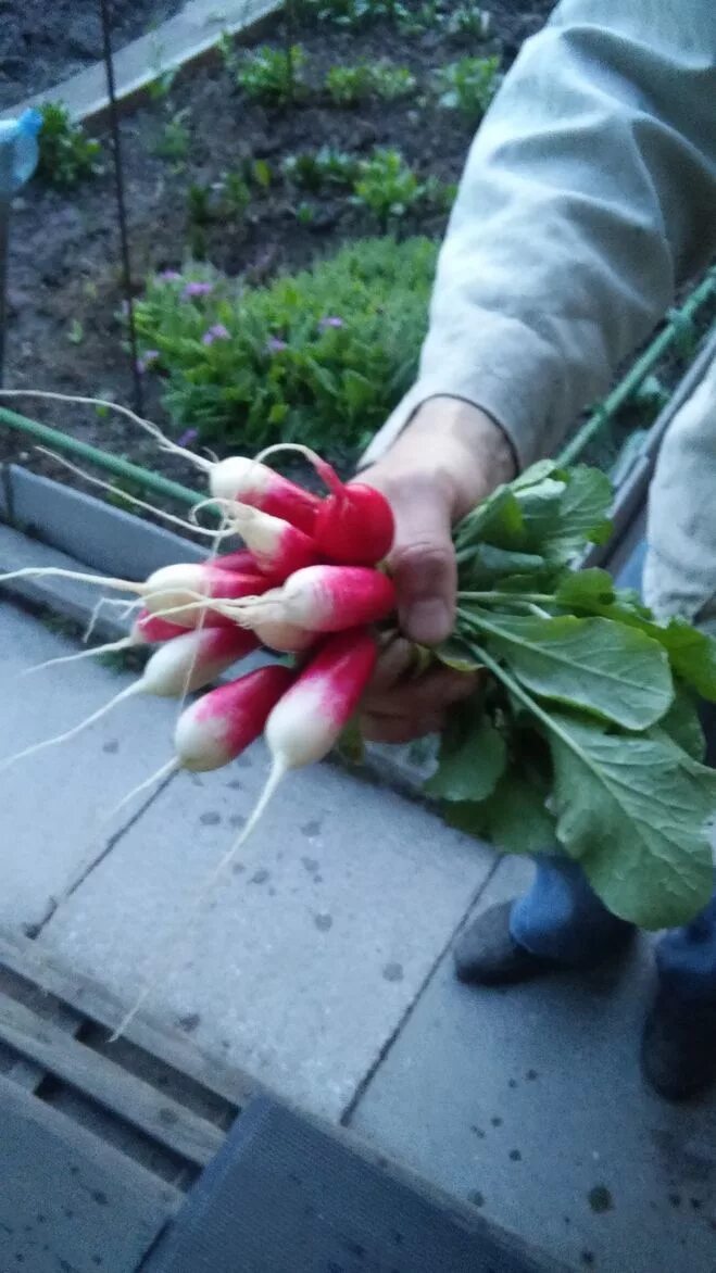 Редис не стрелкуется сорта. Редиска. редис крупный с маленькой ботвой. редис французский завтрак. гифка я не редиска.