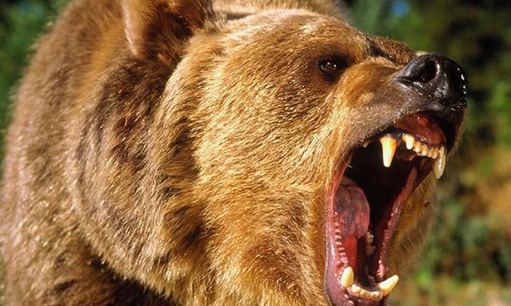 Медведь Гризли злой. Медведь Гризли нападает. Кадьяк медведь и Гризли. Грозный медведь Гризли.