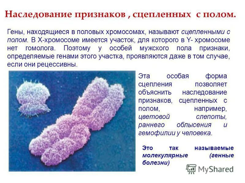 Аллельные гены расположены в идентичных участках. Различные хромосомы содержат. Гены располагаются в хромосомах в линейном порядке. Расположение генов в хромосомах. Сцеплен с половой хромосомой схема.