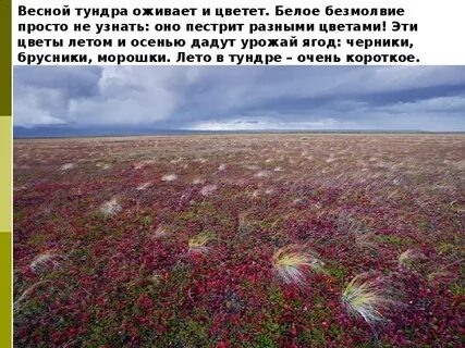 Сила тундры