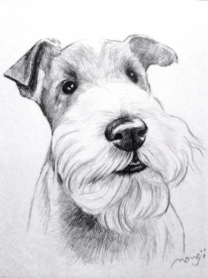 Йоркширский терьер рисунок для срисовки. Йоркширский терьер референс. Рисунки карандашом. Йоркширский терьер эскиз. Терьер карандаша.