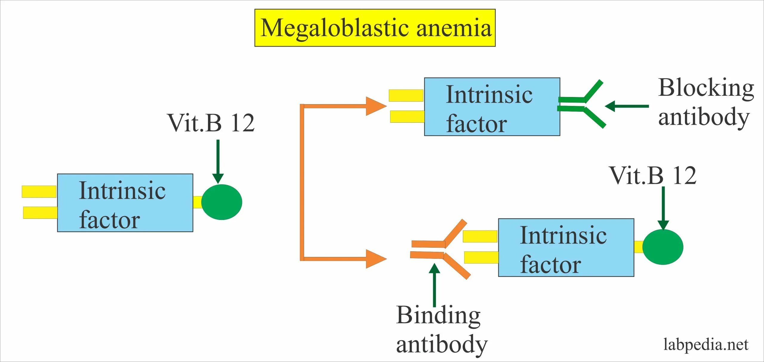 Defining factor. Intrinsic factor. intrinsic factor structure. factor b. intrinsic method.