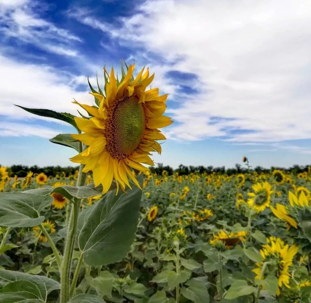светолюбивые растения подсолнух. санмарин подсолнечник. к какому семейству принадлежит подсолнечник. подсолнух рокс. подсолнечник однолетнии.