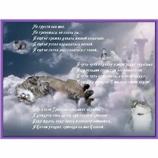 Соболезнования коту