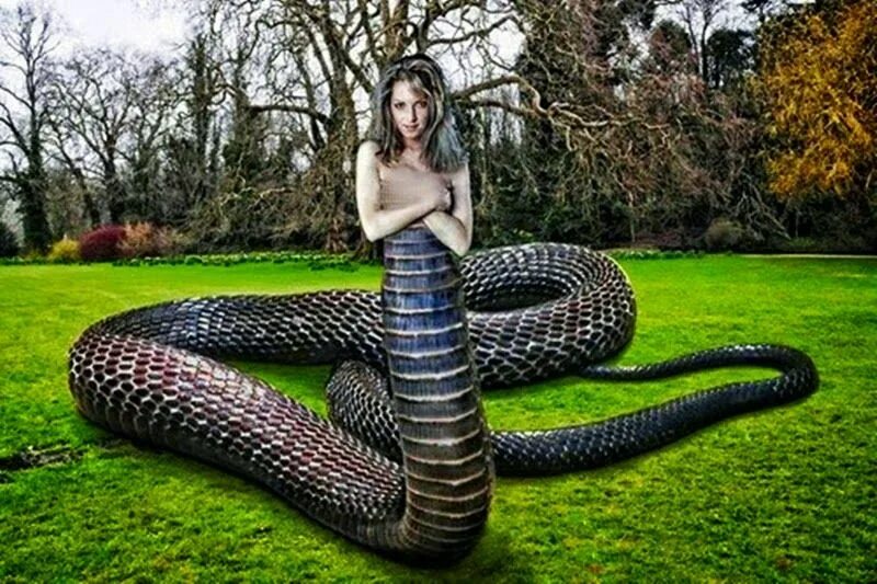 Huge sharp mythical snake like recorded
