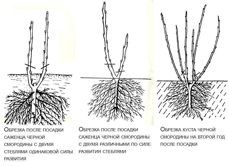 Как посадить смородину. Схема посадки черной смородины весной. Посадка смородины на шпалере. Корневая шейка саженца смородины что это такое. Как посадить смородину.