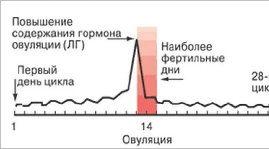 Фертильная фаза. Фертильные дни. Фертильные дни цикла. Фертильные дни у женщин. Выявление фертильных дней.