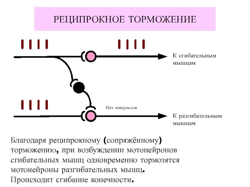 Какие рефлексы тормозятся с помощью внешнего торможения. Реципрокное торможение механизм. механизм реципрокного торможения физиология. сопряженное торможение. реципрокное (сопряженное) торможение.