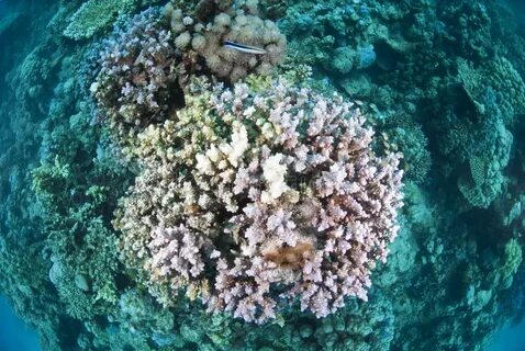 В каком из морей обитают коралловые рифы