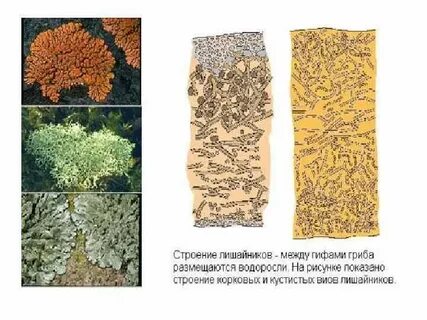 Грибы входящие в состав лишайников