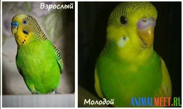 Волнистые попугаи различие самки и самца. Самка и самец волнистого попугая. Отличить самку от самца волнистого попугая. Отличить волнистого попугая самку самца.