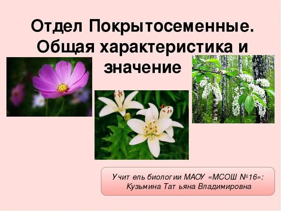 Чем характеризуются покрытосеменные растения. Отдел покрытосеменных (цветковых)растений. Высшие Покрытосеменные растения. Отдел Покрытосеменные цветковые. Покрытосеменные растения 5 класс биология.