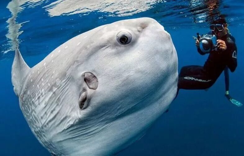 Много морских животных