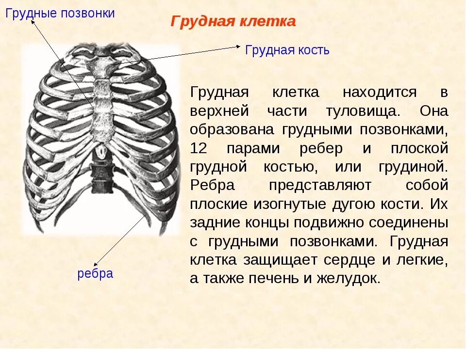 Почему кости легкие. Грудная клетка. Строение грудной клетки. Болит кость между грудной клеткой. Верхняя часть грудины.