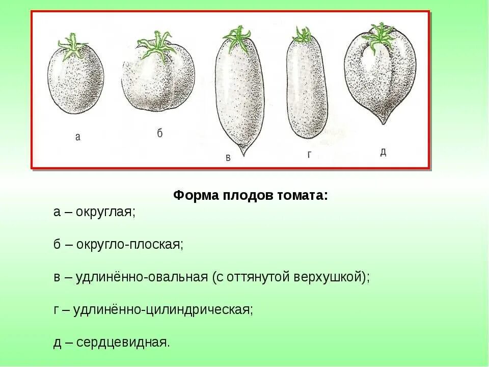 Вид семени томата. Строение плода томата схема. Строение плода томата. Строение плода помидора. Морфологическое строение томата.