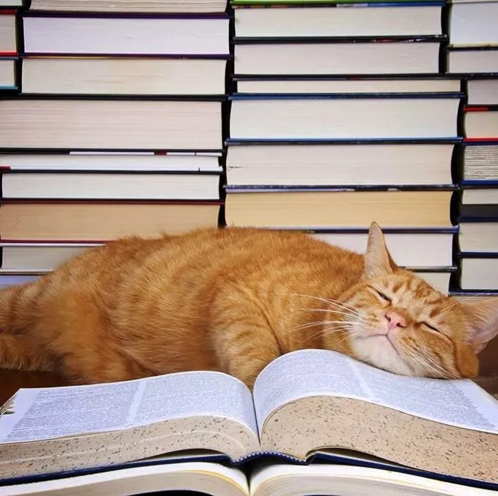 Скучно не будет читать. Кот с книгой. Книги про кошек. Кот с книжкой.