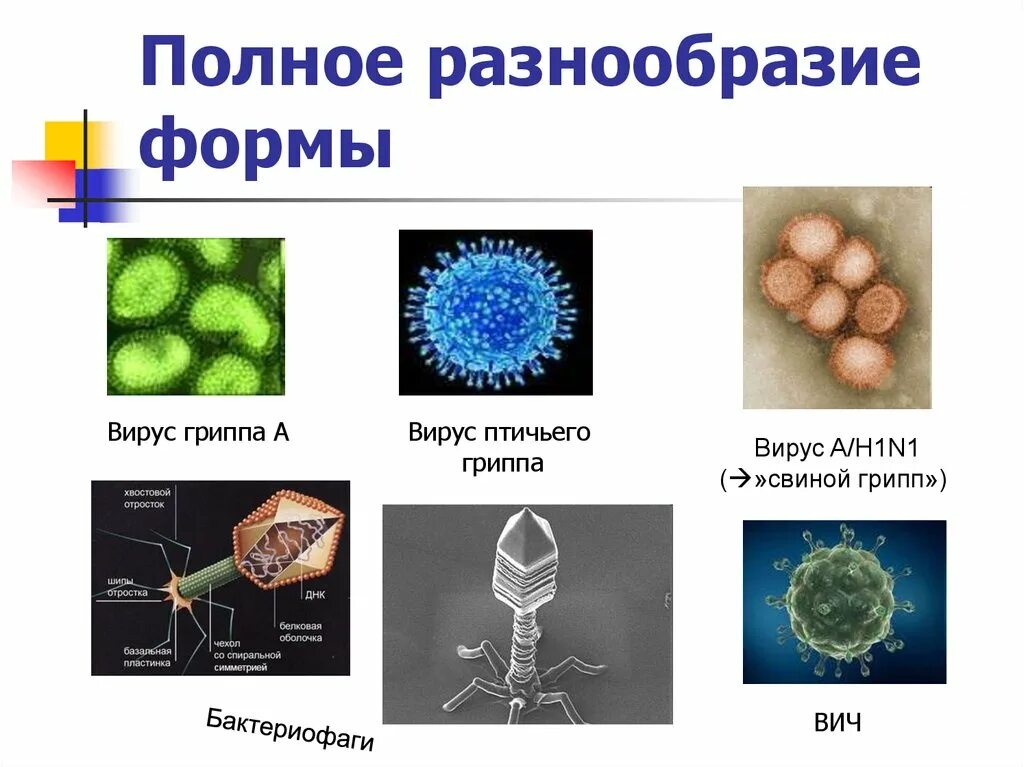 Формы вирусов. Формы вирусов и бактерий. Разнообразие размеров вирусов. Палочковидная форма вируса. Легкая форма вируса