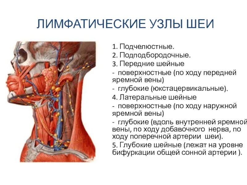 Глубокие латеральные лимфатические узлы шеи. Лимфатическая система человека анатомия шеи. Топография лимфатических узлов шеи. Шейные яремные лимфоузлы. Сонная артерия как нащупать где