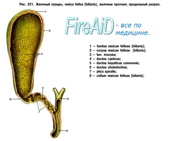 Желчный пузырь шейка тело. Желчный пузырь анатомия латынь. Желчные протоки анатомия латынь. Желчный пузырь (Vesica Biliaris). Желчный пузырь строение латынь.