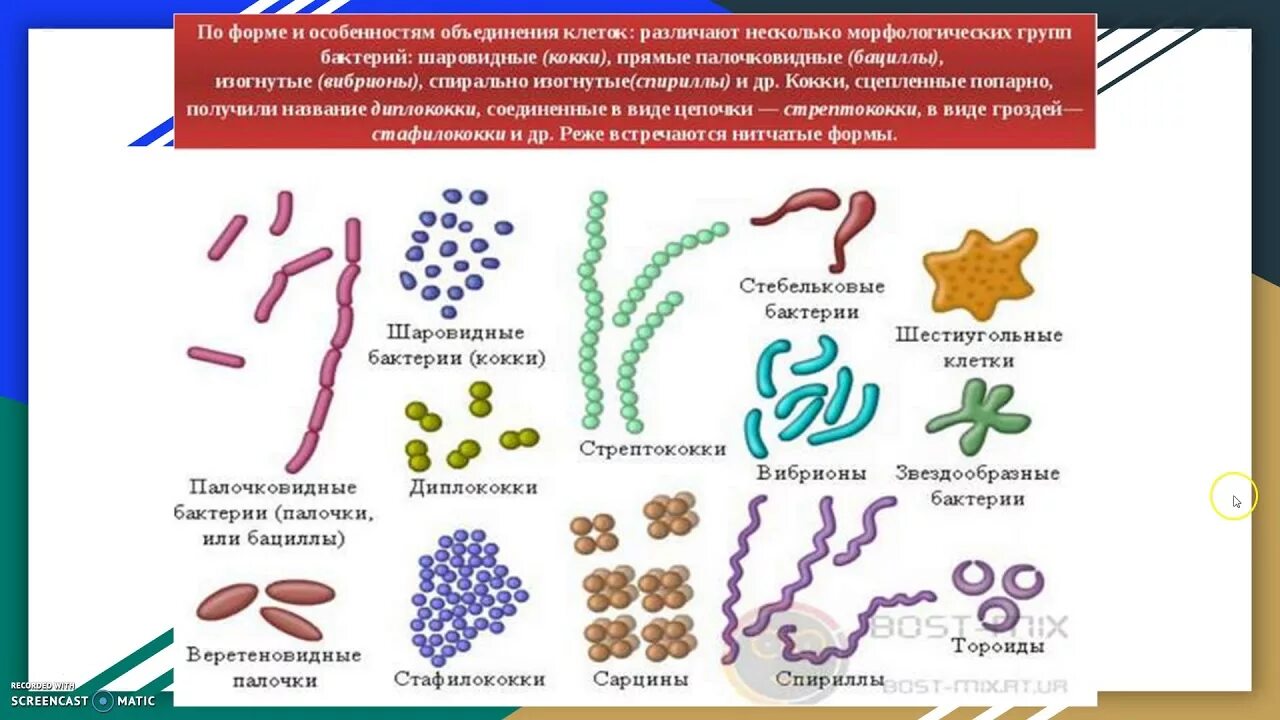 Бактерии человека название. Схема форм бактерий 5 класс биология. Формы бактерий 7 класс биология рисунок. Схема формы бактериальных клеток пятый класс. Строение и формы бактерии 5 класс биология.